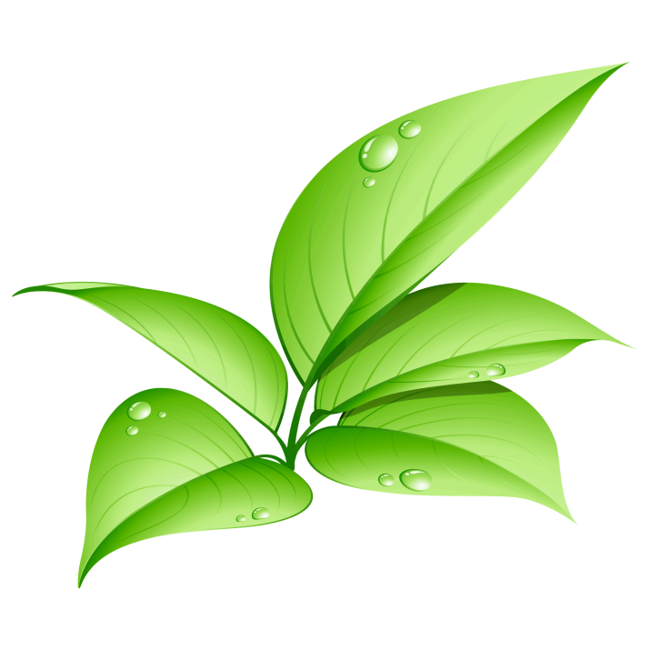 Detail Leaf Transparent Nomer 48