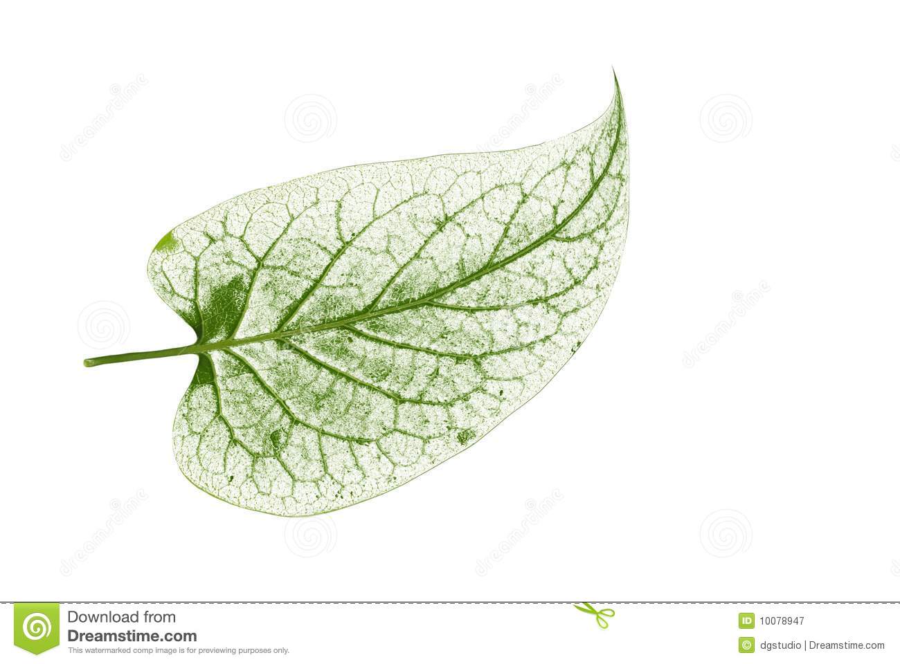 Detail Leaf Transparent Nomer 50