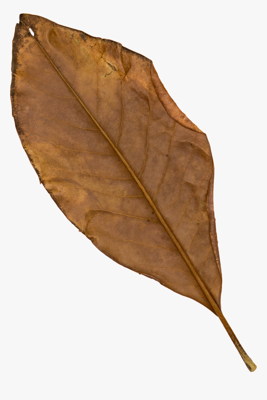 Detail Leaf Transparent Nomer 52