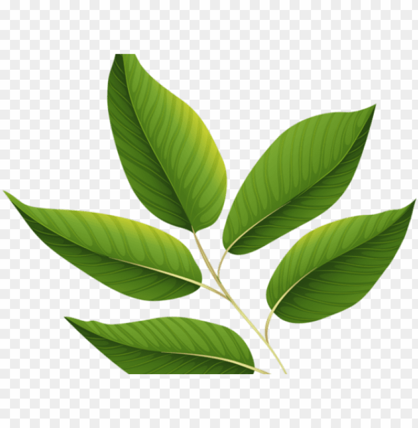Detail Leaf Transparent Nomer 6
