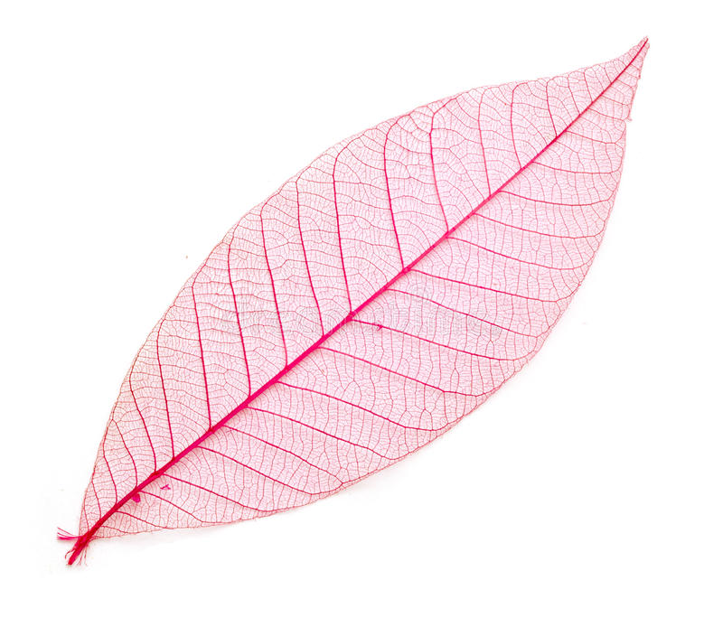 Detail Leaf Transparent Background Nomer 14