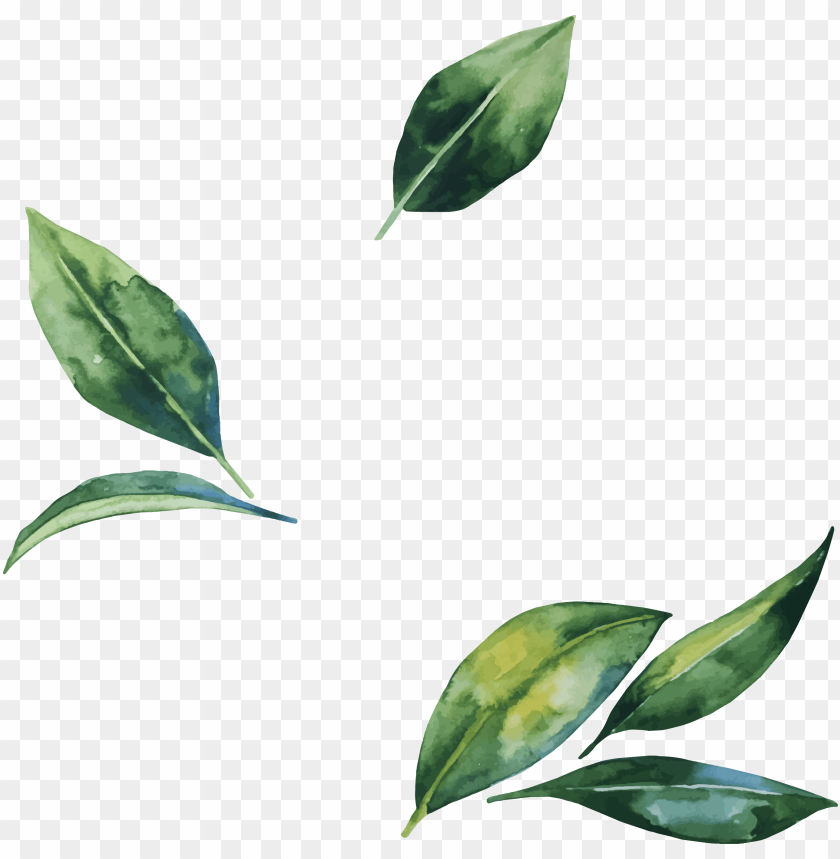 Detail Leaf Transparent Background Nomer 15