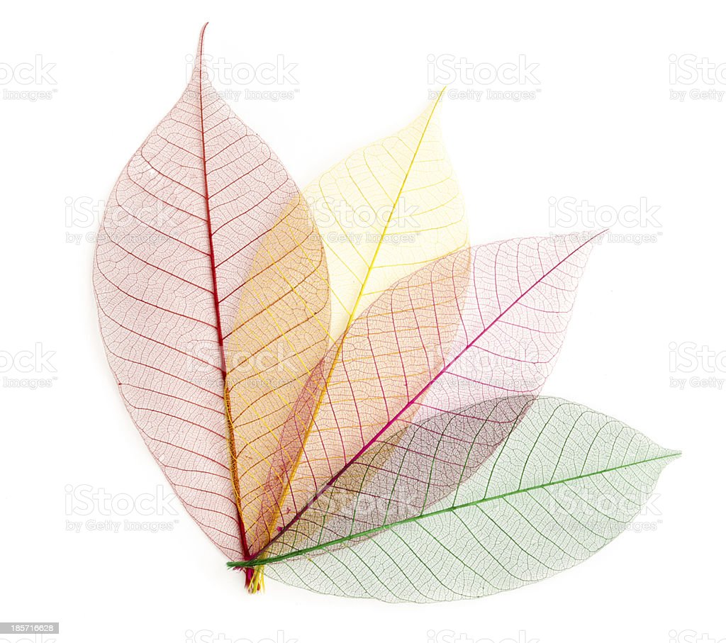 Detail Leaf Transparent Background Nomer 21