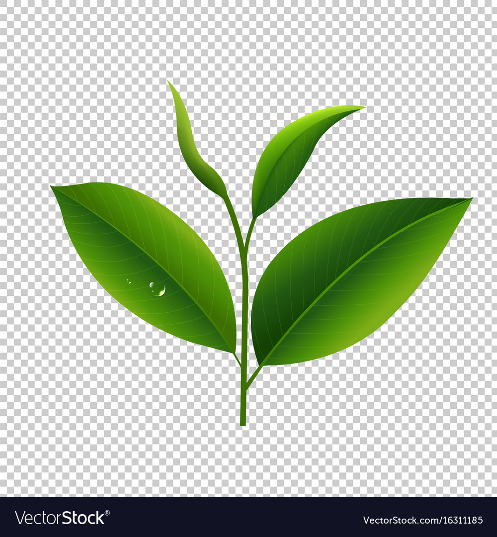 Detail Leaf Transparent Background Nomer 31