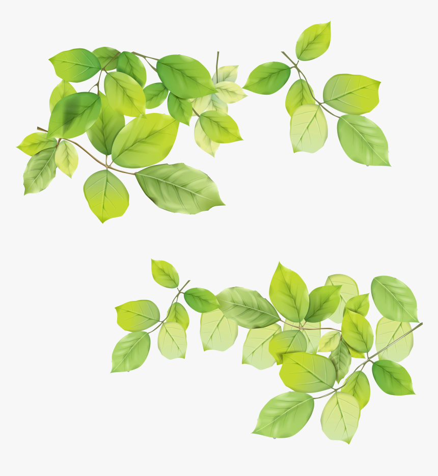 Detail Leaf Transparent Background Nomer 42