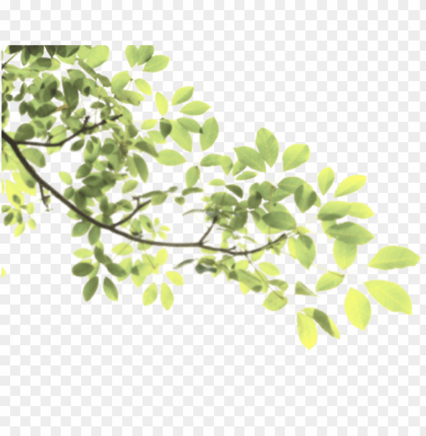 Detail Leaf Tree Png Nomer 23