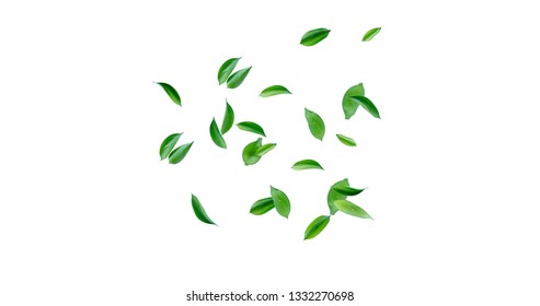 Detail Leaf Tree Png Nomer 32