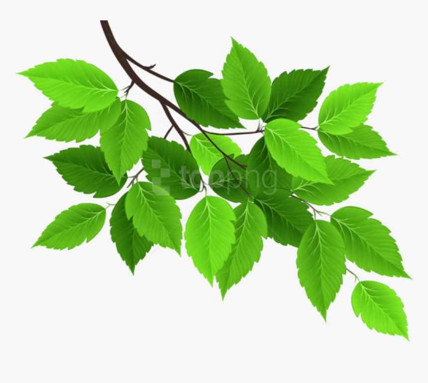 Detail Leaf Tree Png Nomer 4