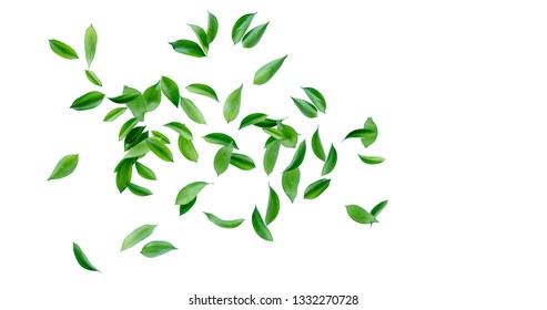 Detail Leaf Tree Png Nomer 40