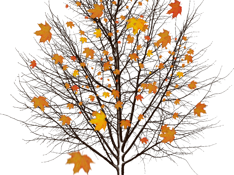 Detail Leaf Tree Png Nomer 50