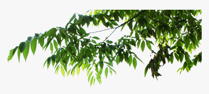 Detail Leaf Tree Png Nomer 7