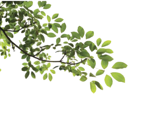 Detail Leaf Tree Png Nomer 8