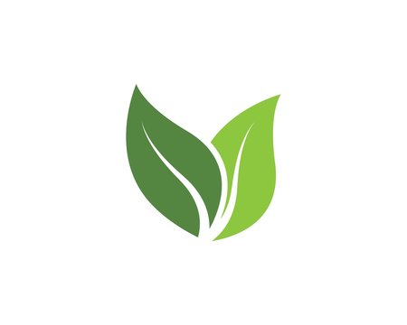 Detail Leaf Vector Hd Nomer 14