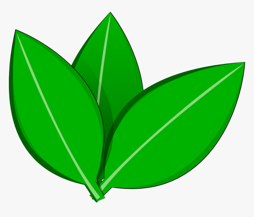 Detail Leaf Vector Hd Nomer 15