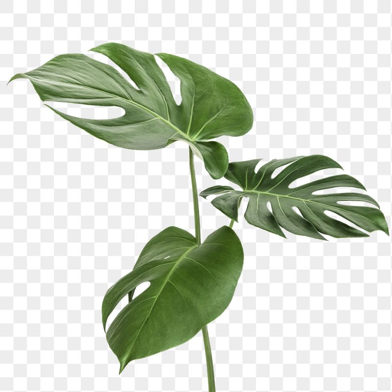 Detail Leaf Vector Hd Nomer 21
