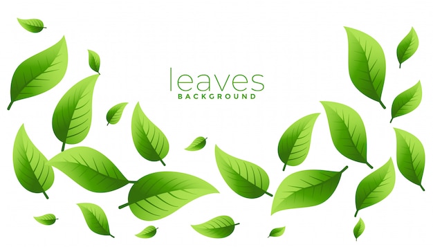 Detail Leaf Vector Hd Nomer 34