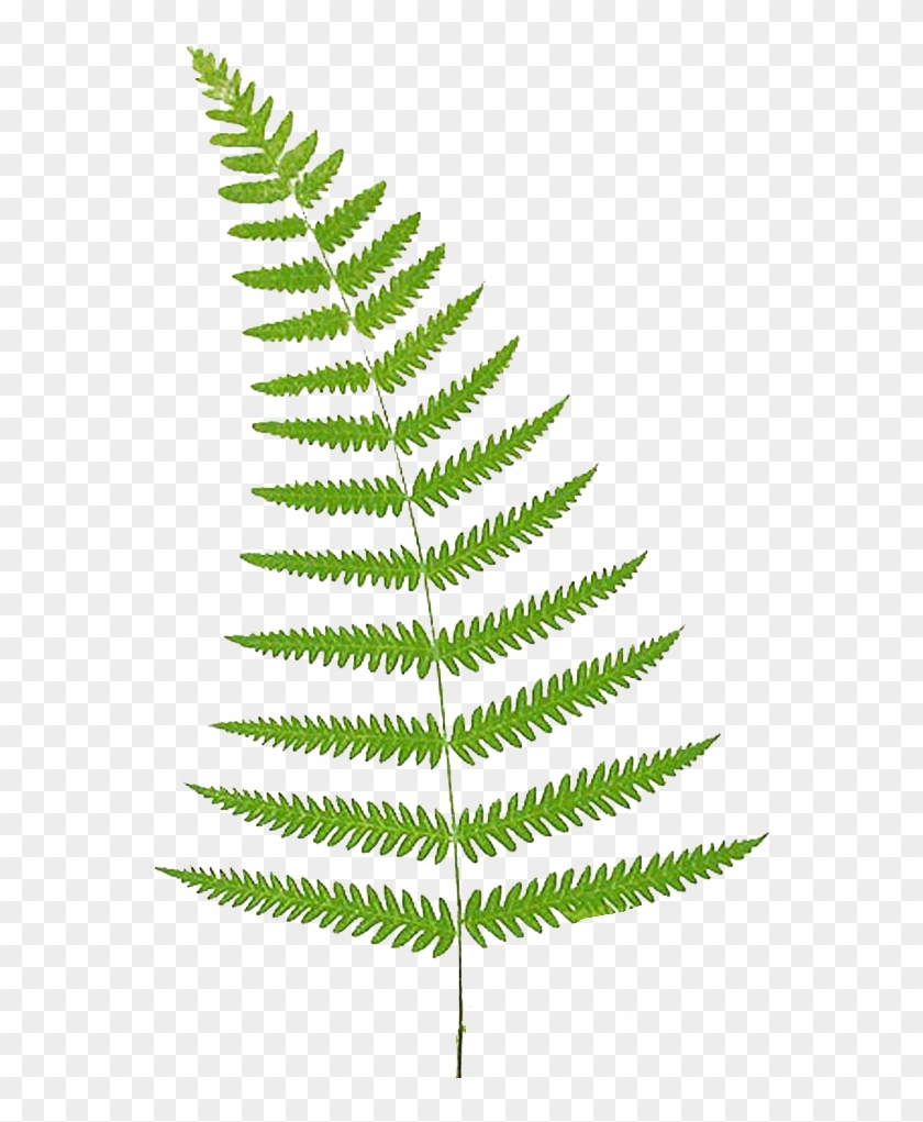 Detail Leaf Vector Hd Nomer 40