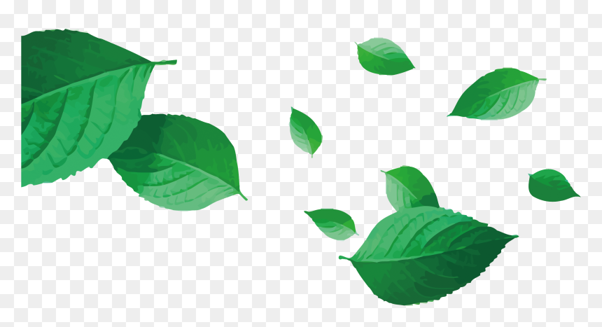 Detail Leaf Vector Hd Nomer 45