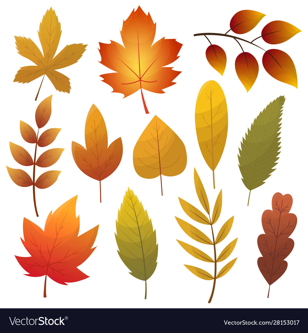 Detail Leaf Vector Hd Nomer 53