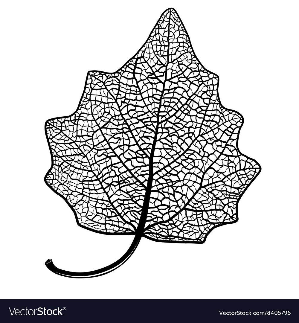 Detail Leaf Vector Hd Nomer 54