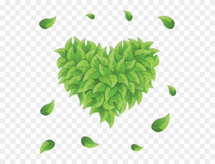 Detail Leaf Vector Hd Nomer 9