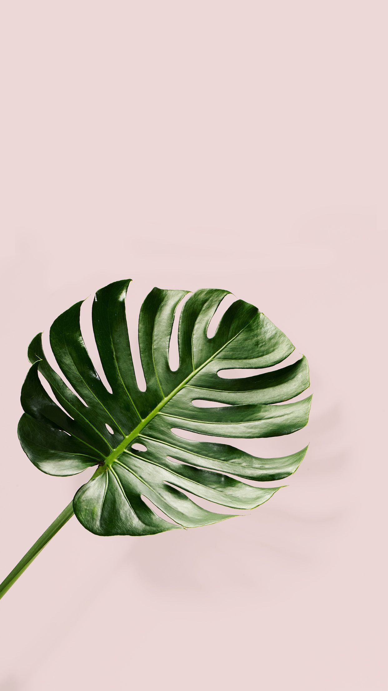 Detail Leaf Wallpaper Tumblr Nomer 7