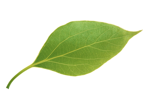 Detail Leaf With Transparent Background Nomer 13