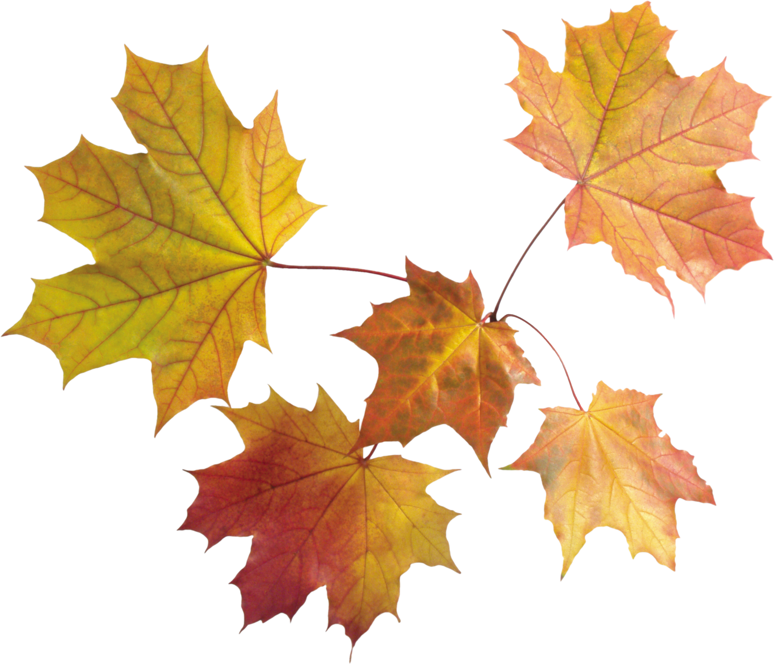 Detail Leaf With Transparent Background Nomer 19