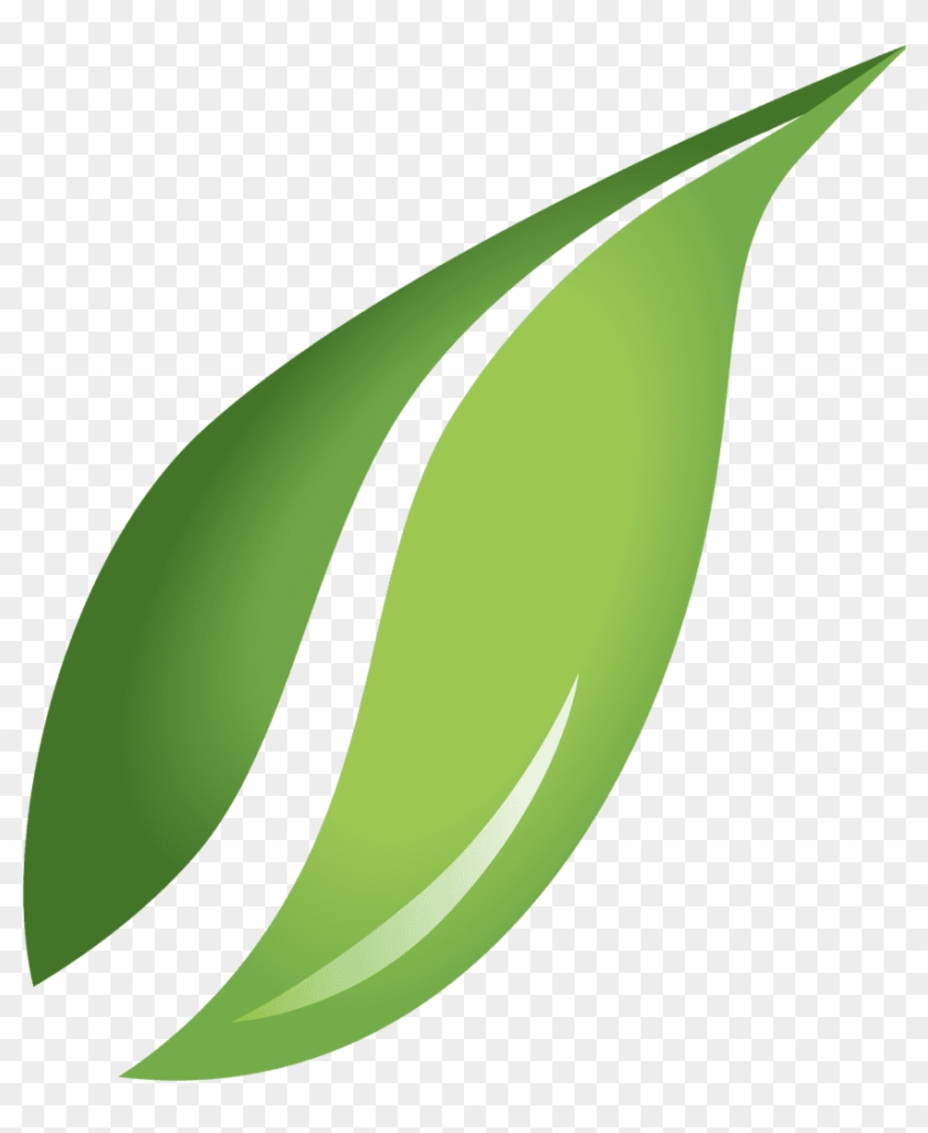 Detail Leaf With Transparent Background Nomer 28