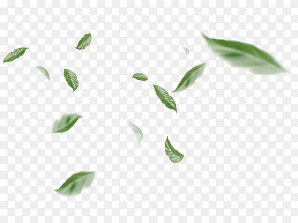 Detail Leaf With Transparent Background Nomer 29