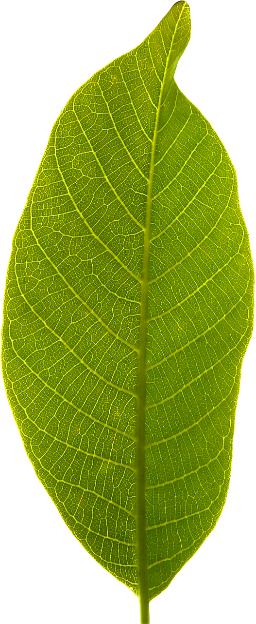 Detail Leaf With Transparent Background Nomer 30
