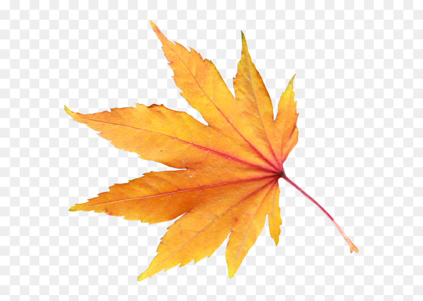 Detail Leaf With Transparent Background Nomer 41