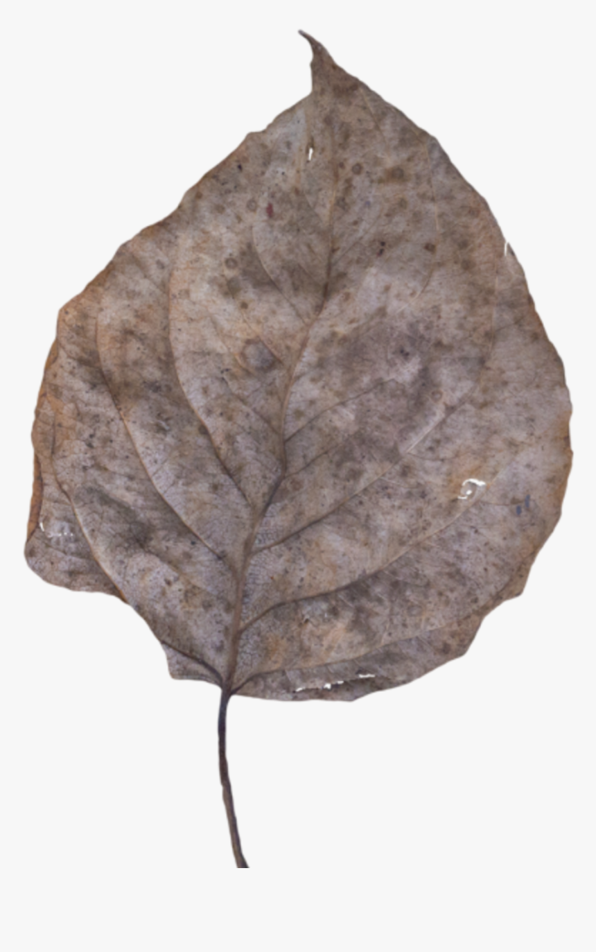 Detail Leaf With Transparent Background Nomer 43