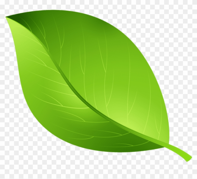 Detail Leaf With Transparent Background Nomer 4