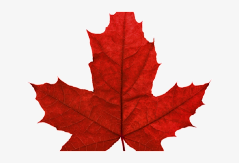 Detail Leaf With Transparent Background Nomer 50