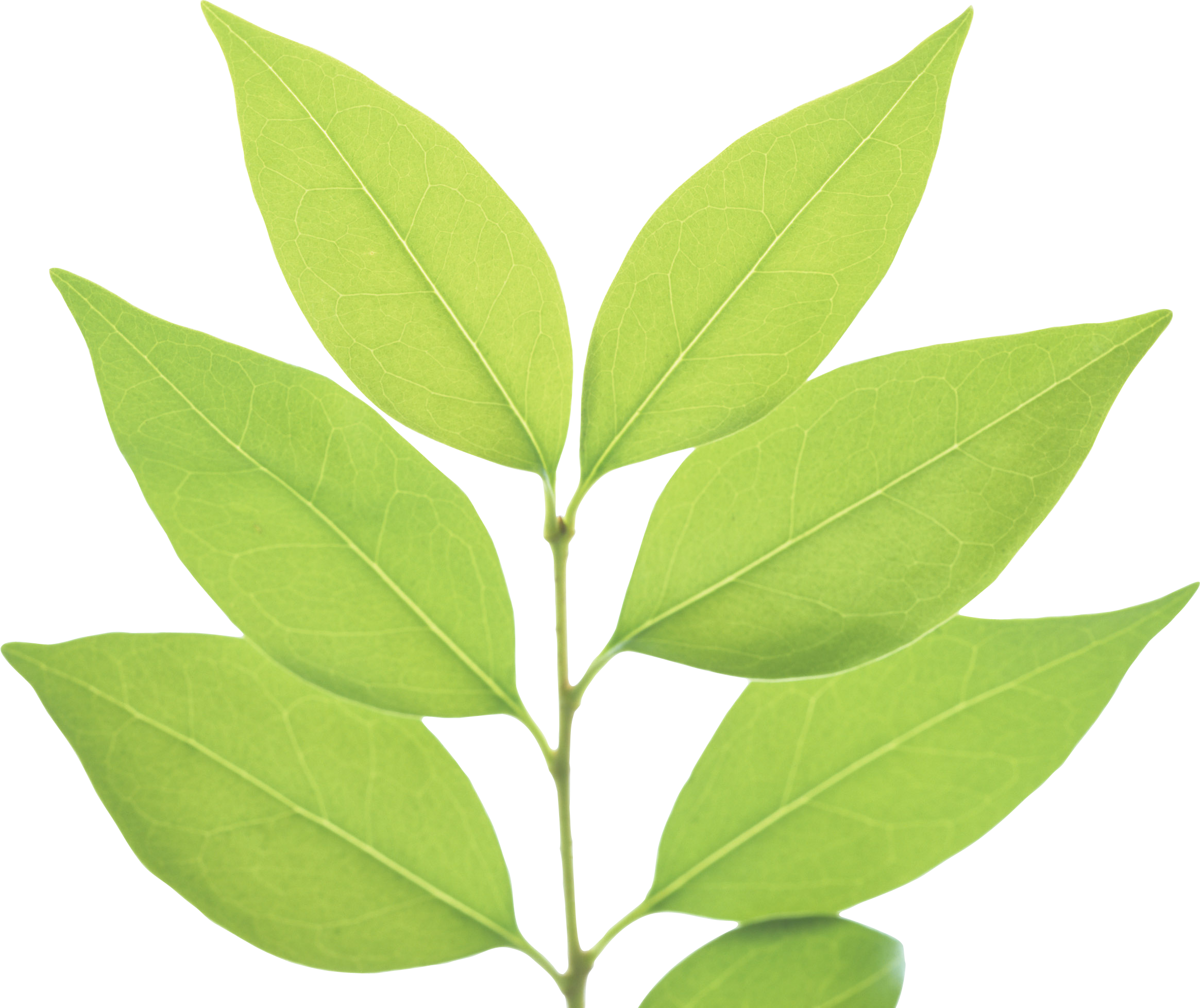 Detail Leafpng Nomer 24