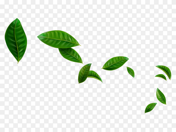 Detail Leafpng Nomer 25