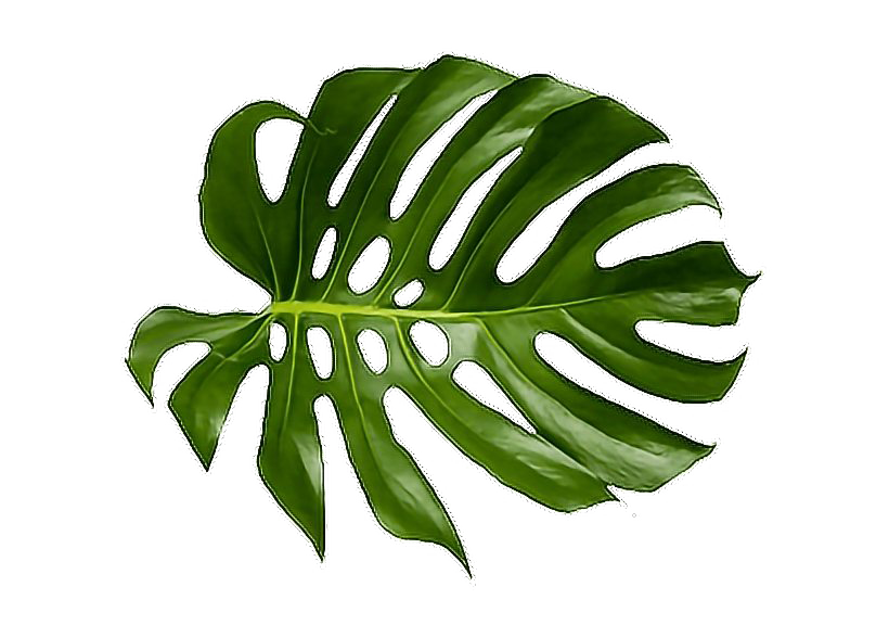 Detail Leafpng Nomer 28