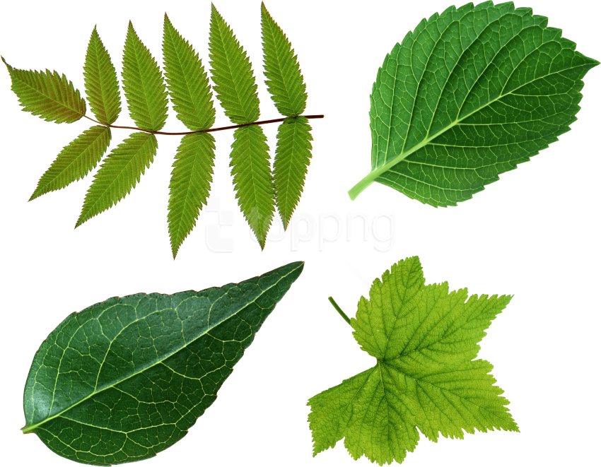 Detail Leafpng Nomer 30