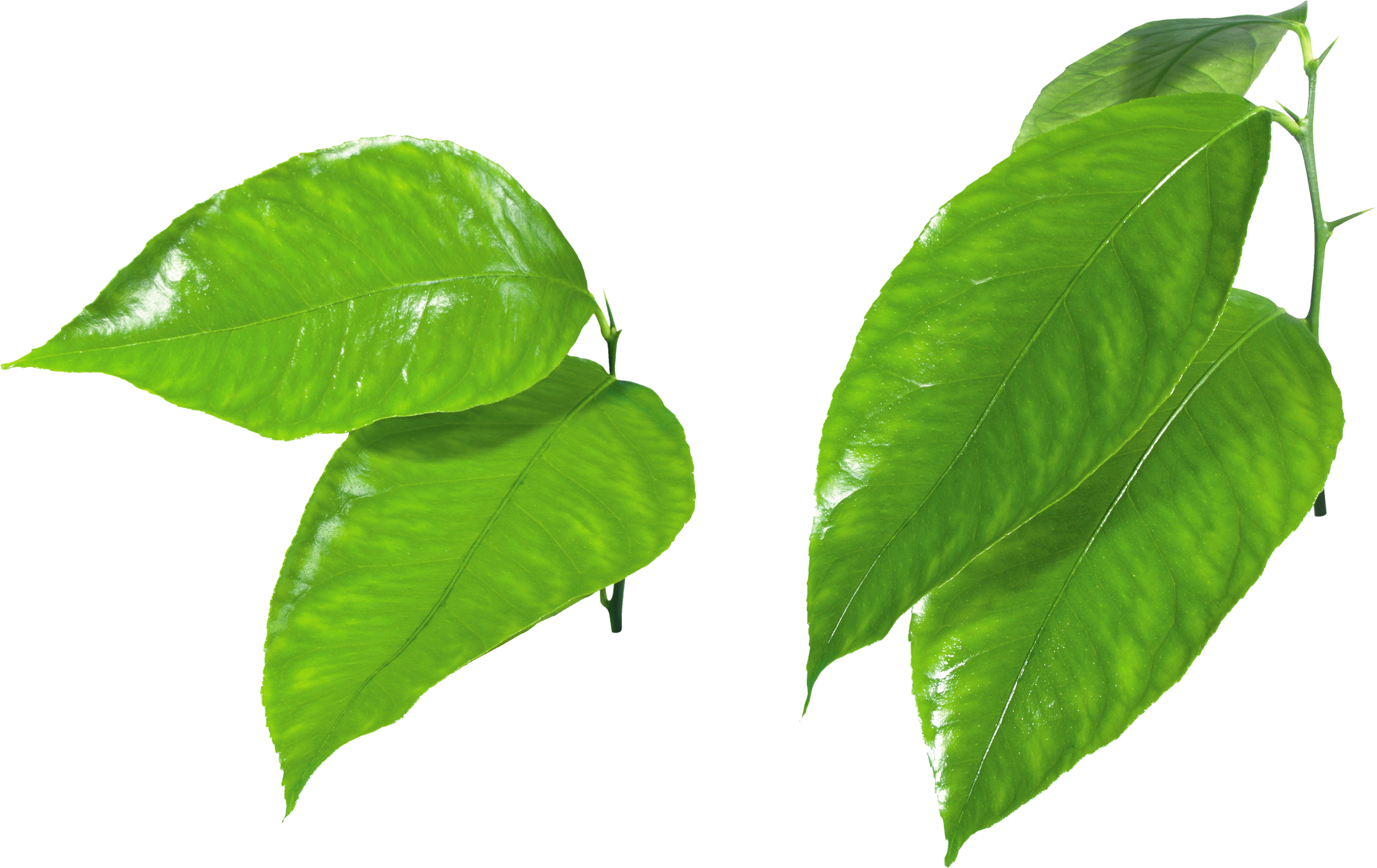 Detail Leafpng Nomer 44