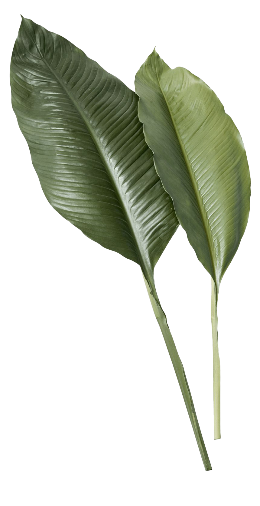 Detail Leafpng Nomer 47
