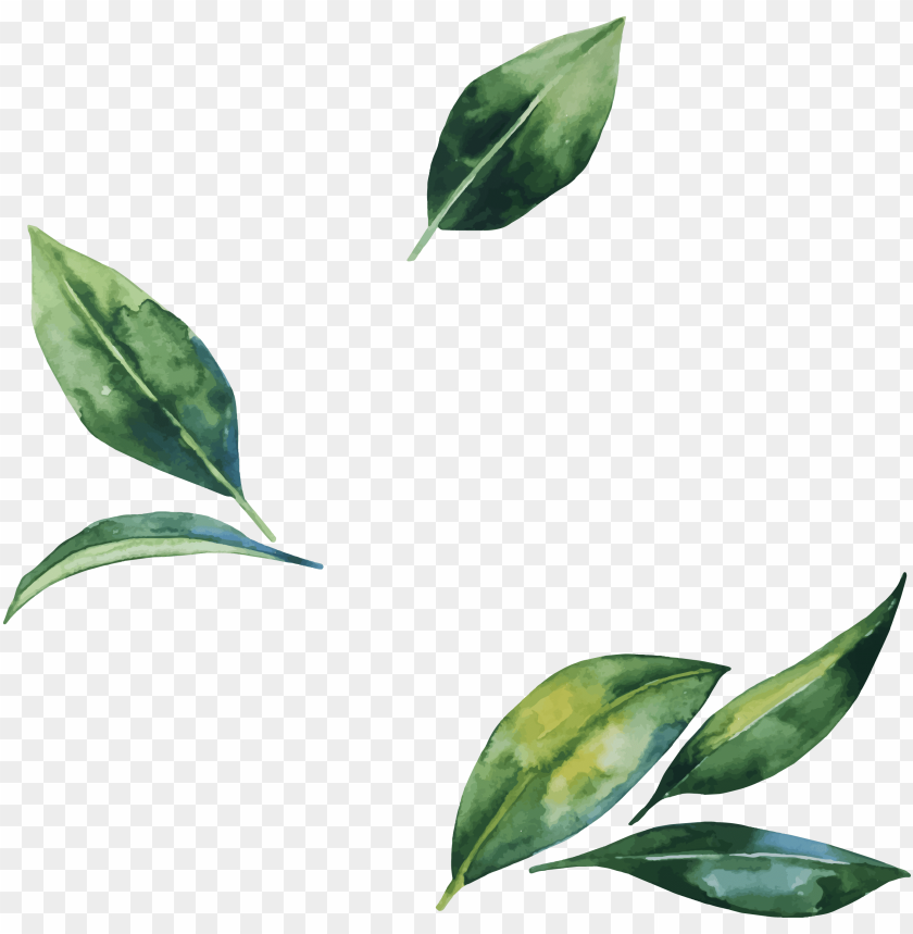 Detail Leafs Png Nomer 22