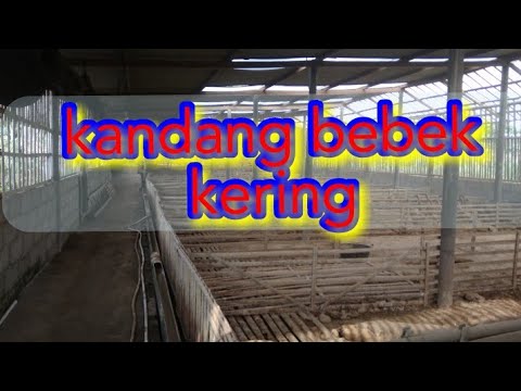 Detail Model Kandang Bebek Nomer 31