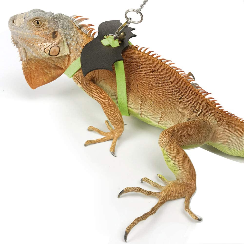 Leash For Iguana - KibrisPDR