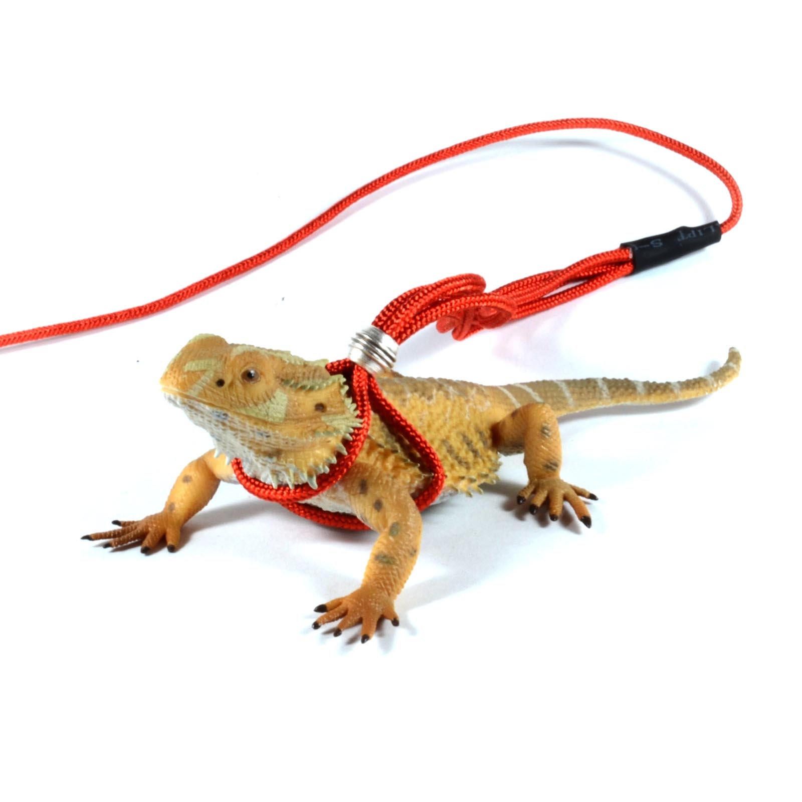 Detail Leash For Iguana Nomer 16