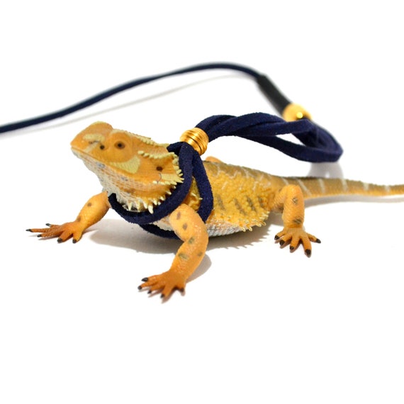 Detail Leash For Iguana Nomer 20