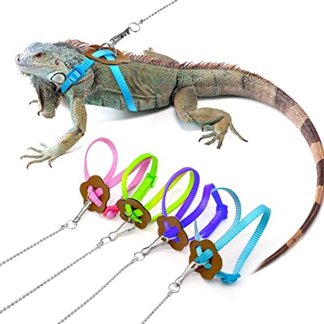 Detail Leash For Iguana Nomer 31