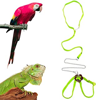 Detail Leash For Iguana Nomer 35