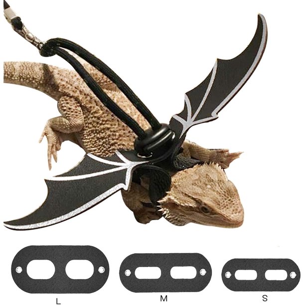 Detail Leash For Iguana Nomer 43