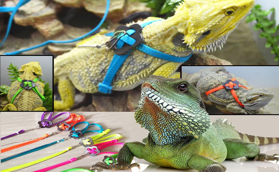 Detail Leash For Iguana Nomer 6